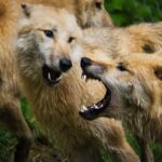wolf, wolven, angst, liefde, Wieteke Snijder, coaching en advies, relatiecoach, relatie, liefde, kiezen