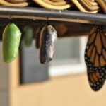 Wieteke Snijder coaching en advies, veranderen, blog, gedrag, ontwikkelen.