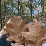 blog, Wieteke Snijder coaching en advies, houden, coaching, rust, vertraging, tempo, stilte, contact, mezelf,