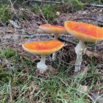 ouderdom, Wieteke snijder coaching en advies, blog, mantelzorger, coach, relatie, ervaring, levenservaring,