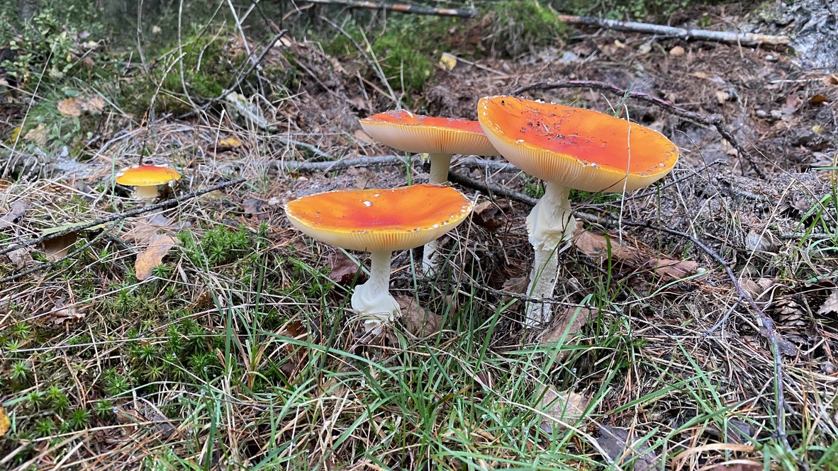 ouderdom, Wieteke snijder coaching en advies, blog, mantelzorger, coach, relatie, ervaring, levenservaring,