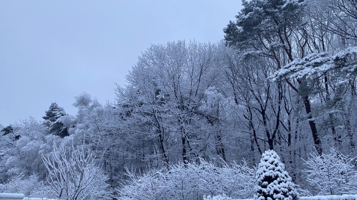 sneeuw, Wieteke snijder coaching en advies, weerstand, acceptatie, meebewegen,