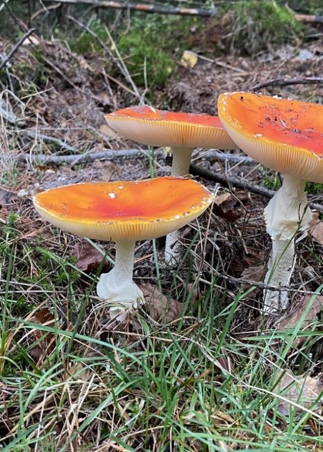 ouderdom, Wieteke snijder coaching en advies, blog, mantelzorger, coach, relatie, ervaring, levenservaring,